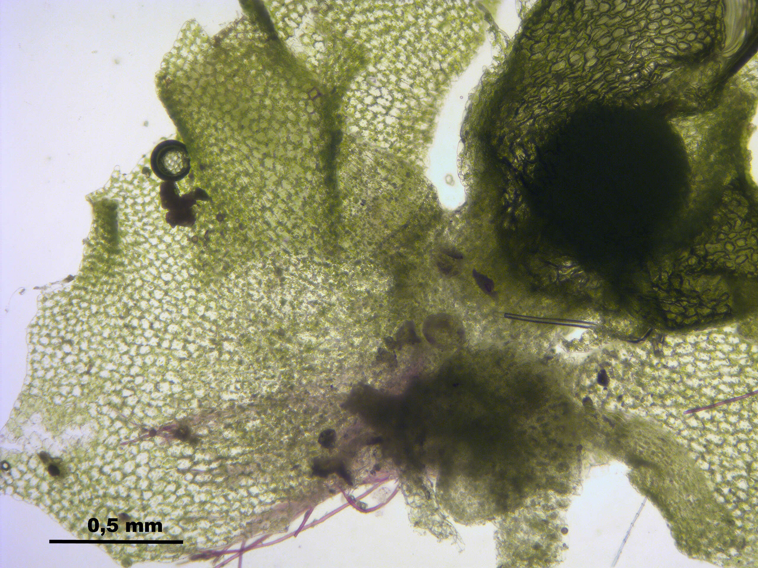 Imagem de Fossombronia wondraczekii (Corda) Dumort. ex Lindb.