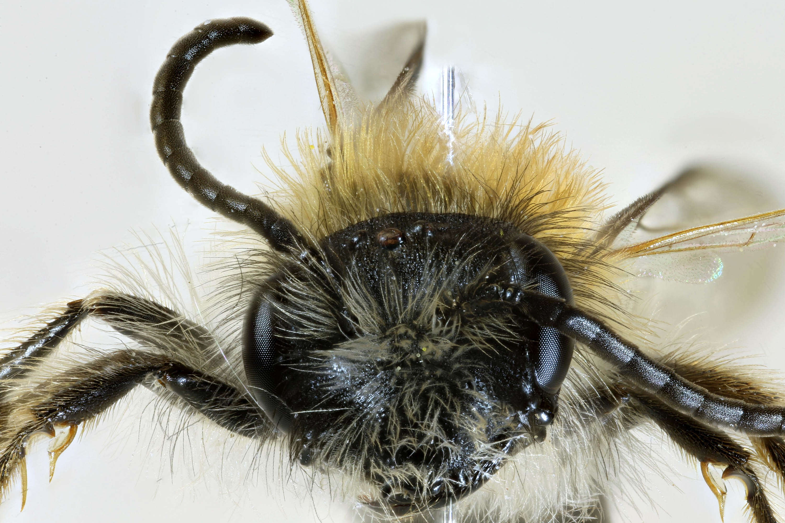 Image of Andrena lapponica Zetterstedt 1838