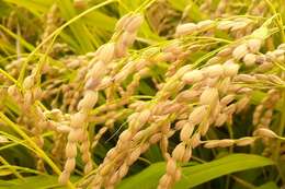 Oryza sativa japonica resmi