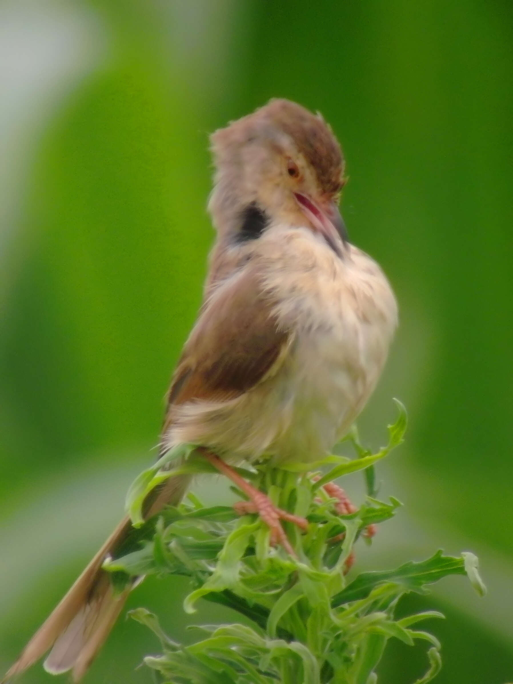 Imagem de Prinia flaviventris (Delessert 1840)