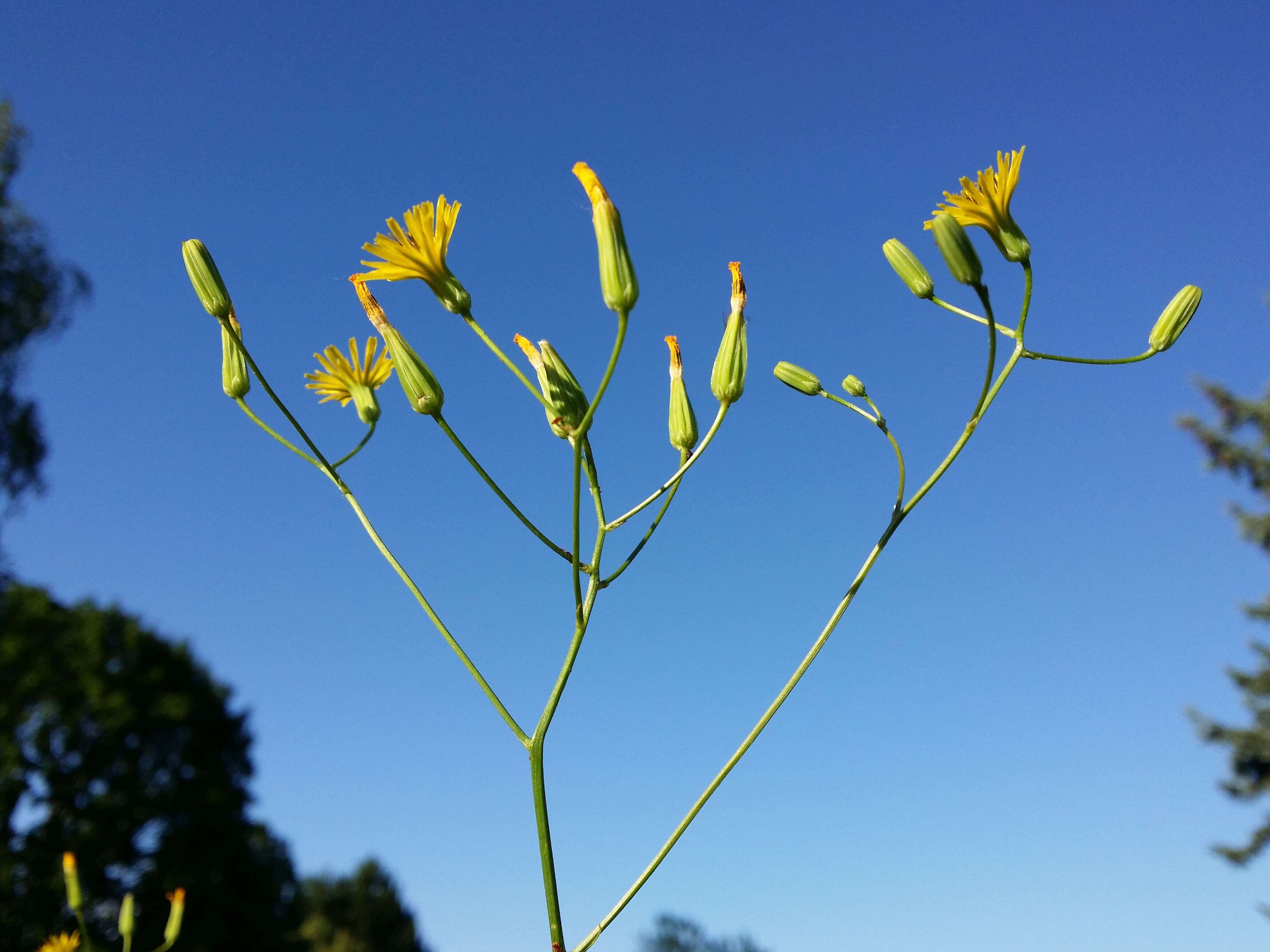 Image of smallflower hawksbeard