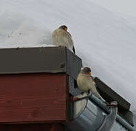 Image of Snow Finch