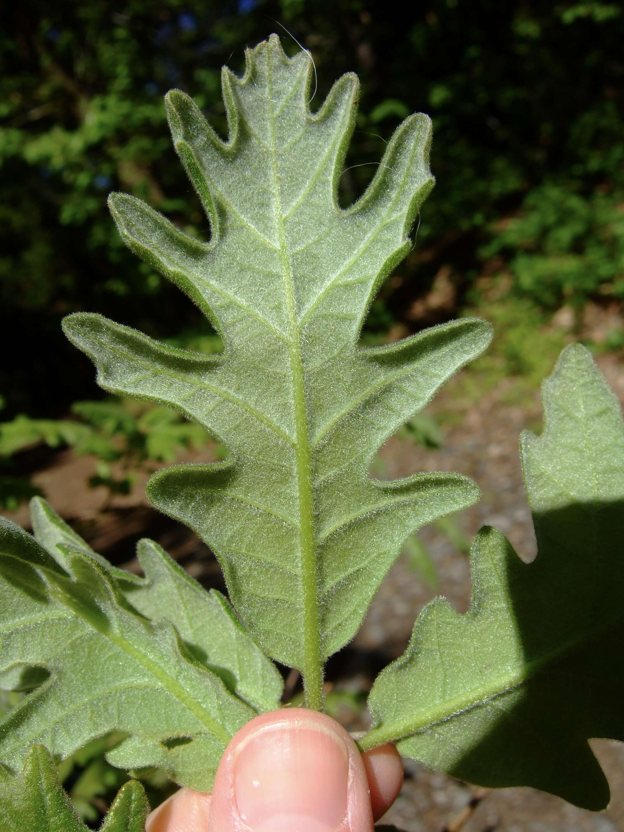 Image of Iberian white oak