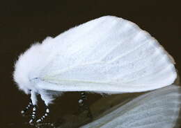 Image of White Satin Moth