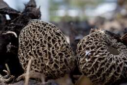 Image of Morchella importuna M. Kuo, O'Donnell & T. J. Volk 2012