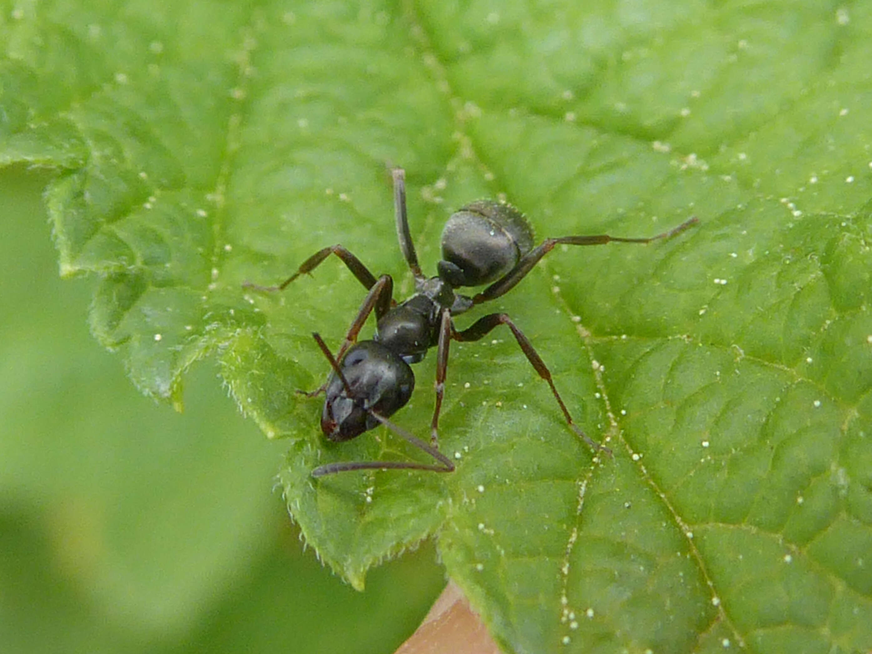 Слика од Formica fusca Linnaeus 1758