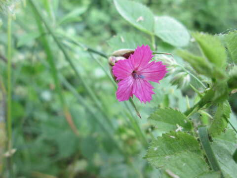 Image of carthusian pink