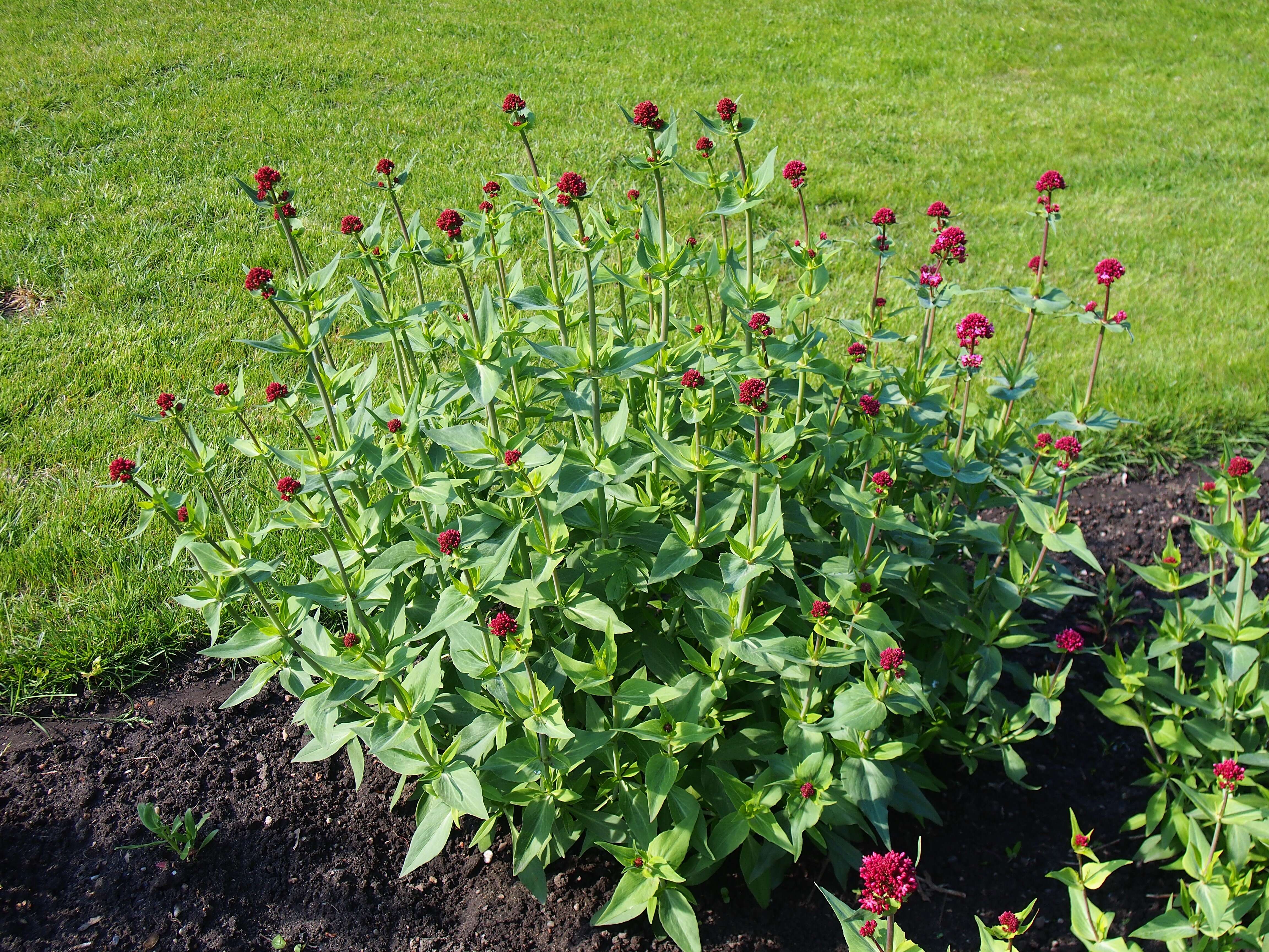 Image of Red Valerian