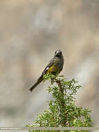 Image of White-winged Grosbeak