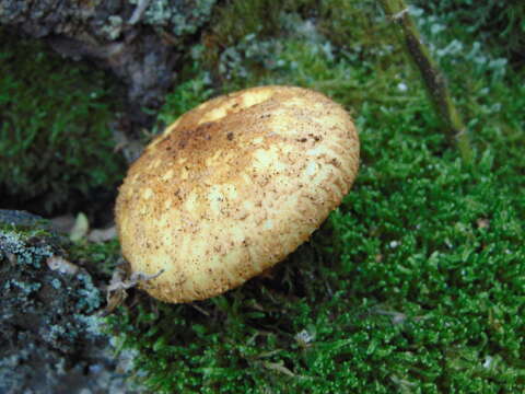 Pholiota squarrosa (Vahl) P. Kumm. 1871 resmi