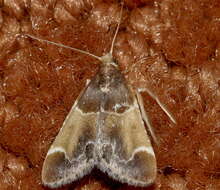 Image of Meal Moth