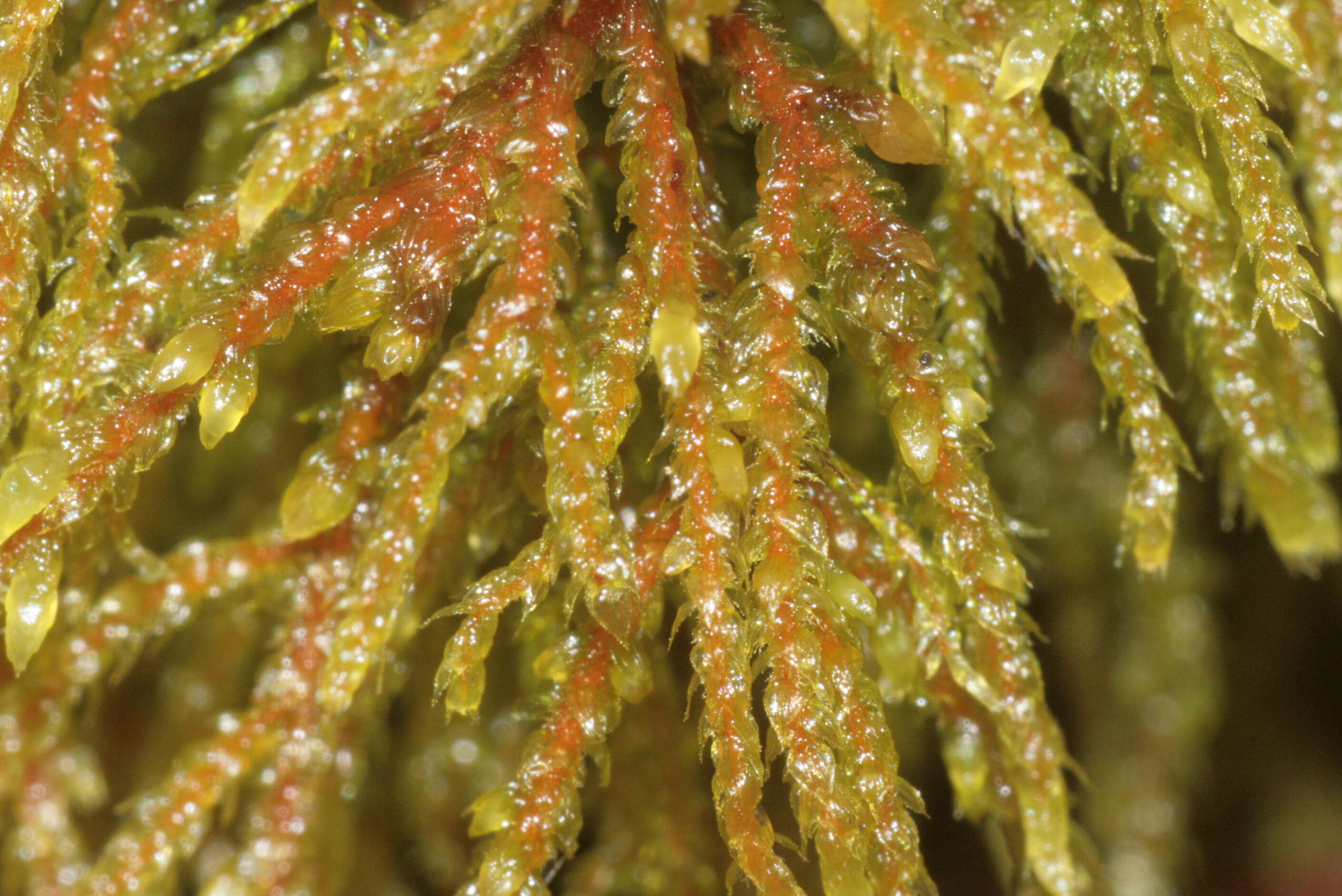 Image of hylocomiastrum moss