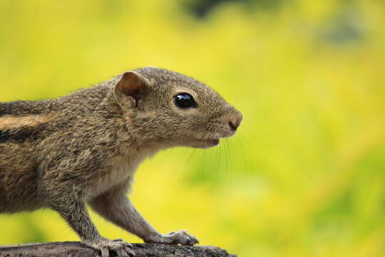 Image of Indian palm squirrel