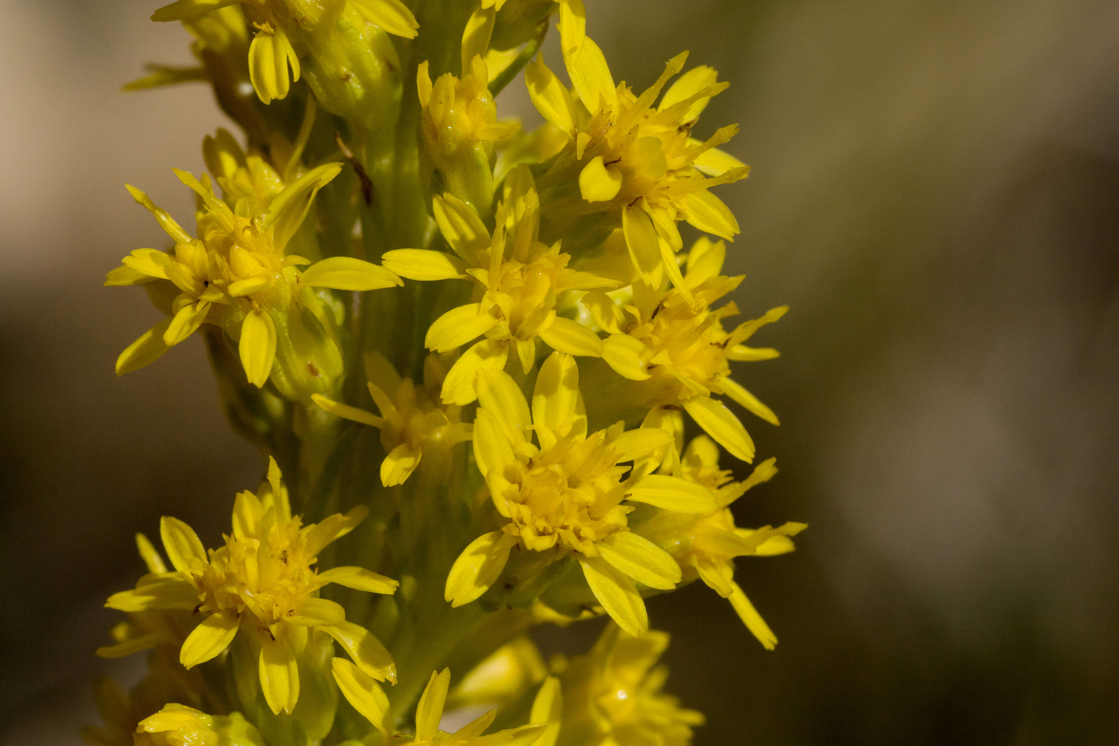 Image of Mt. Albert goldenrod