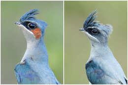 Image of Crested Treeswift