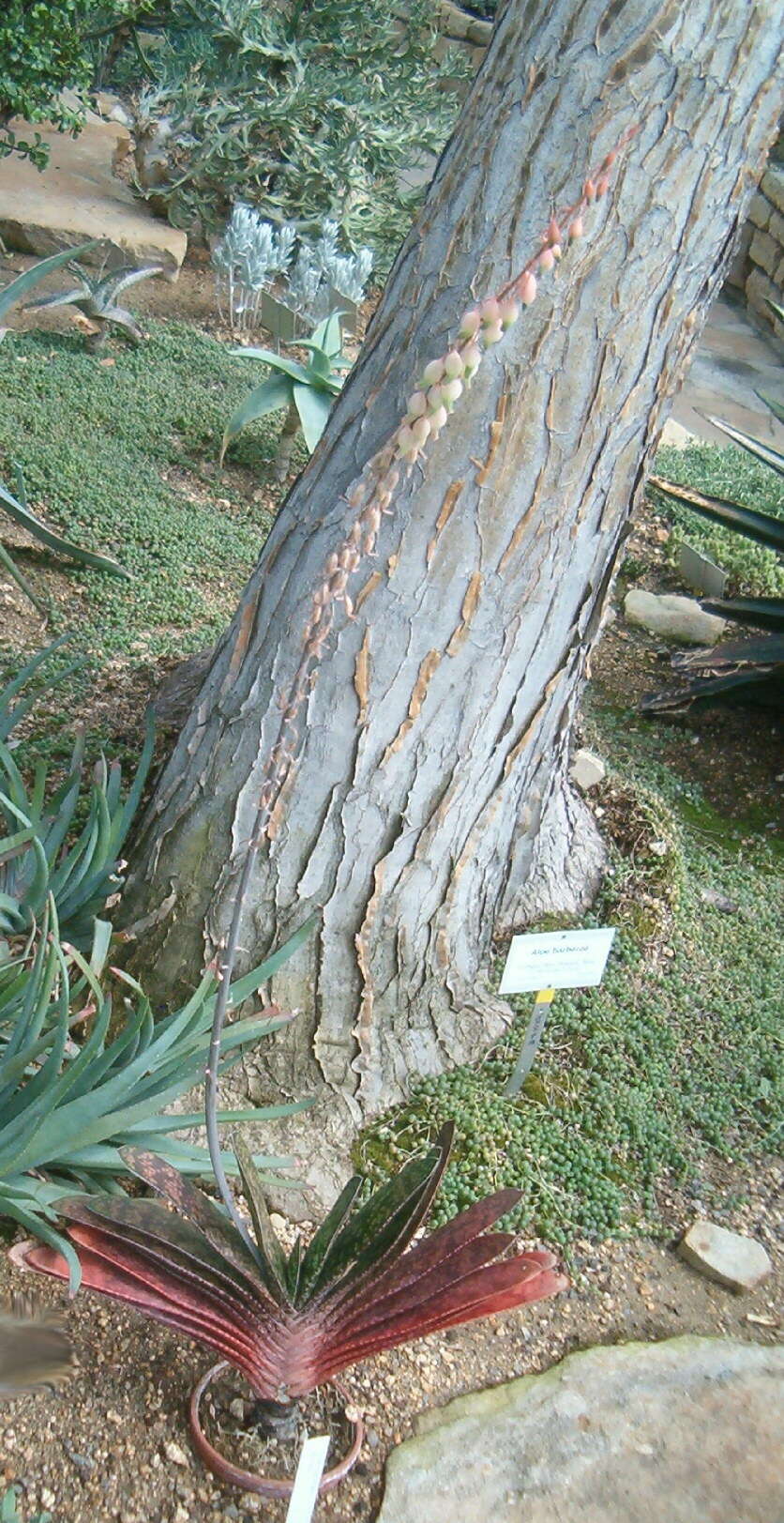 Image of Gasteria obliqua (Aiton) Duval