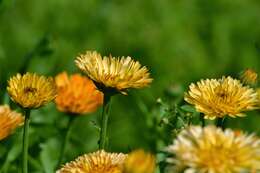 Image of pot marigold