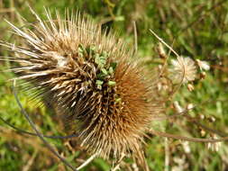 Image of Dipsacus fullonum