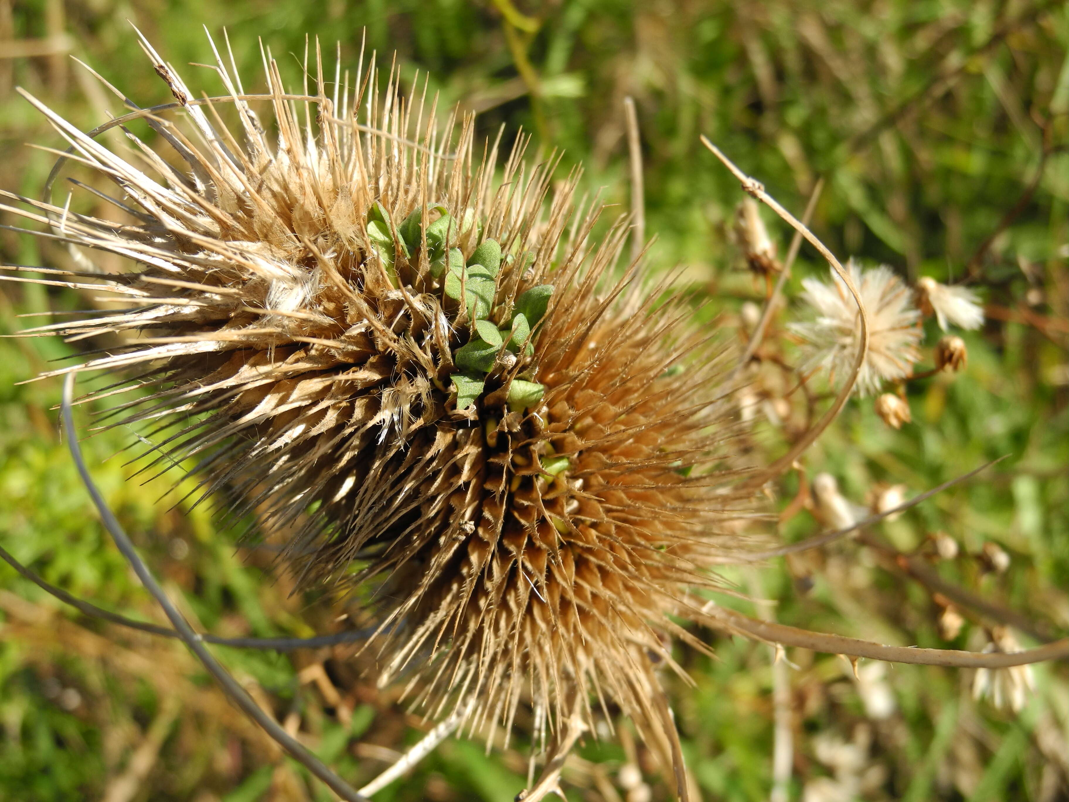 Image of Dipsacus fullonum