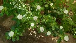 Image of Madagascar periwinkle