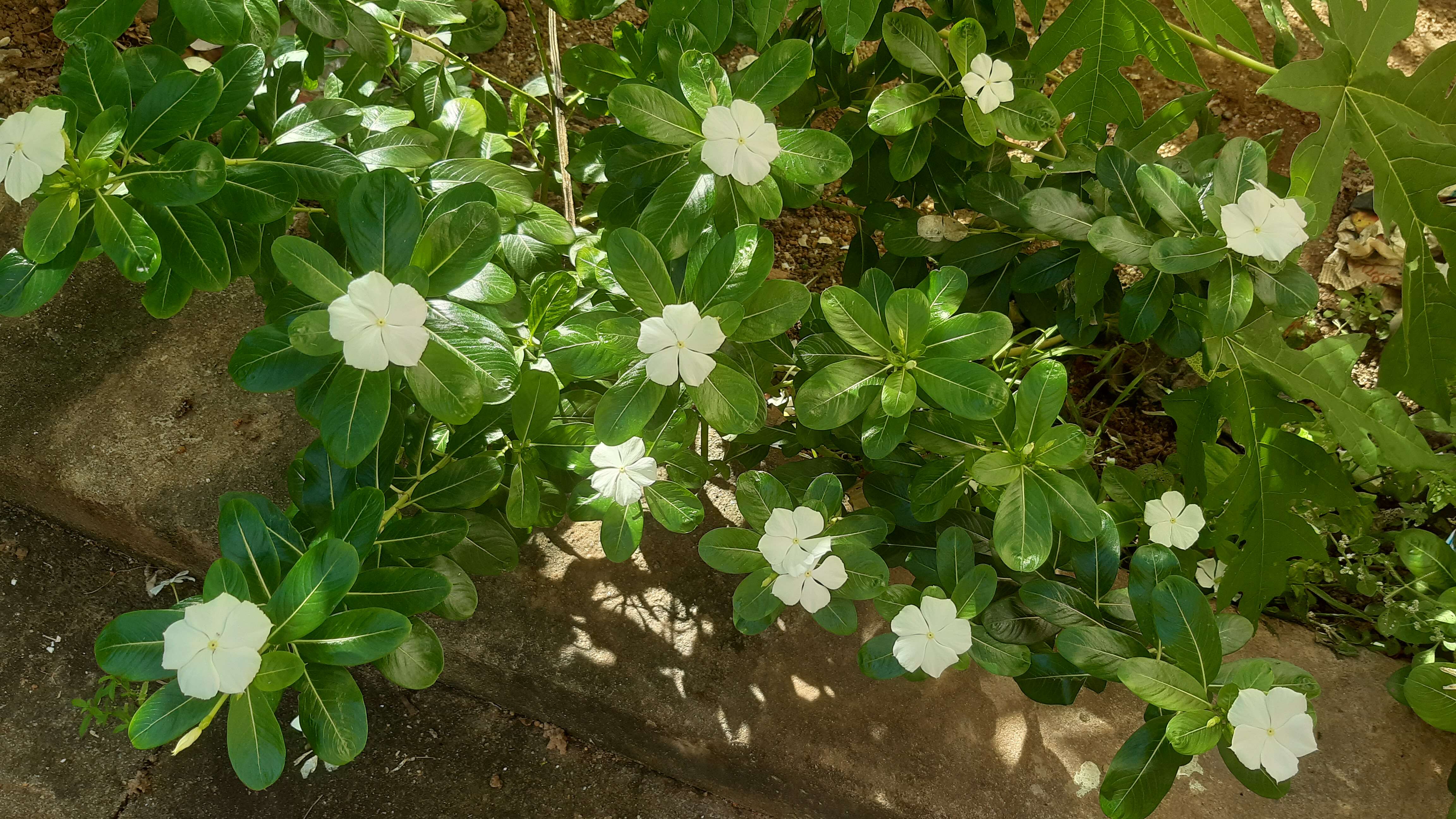 Image de Pervenche de Madagascar