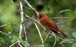 Image of Rufous Piha