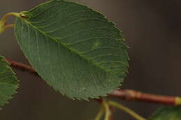 Слика од Amelanchier alnifolia (Nutt.) Nutt.