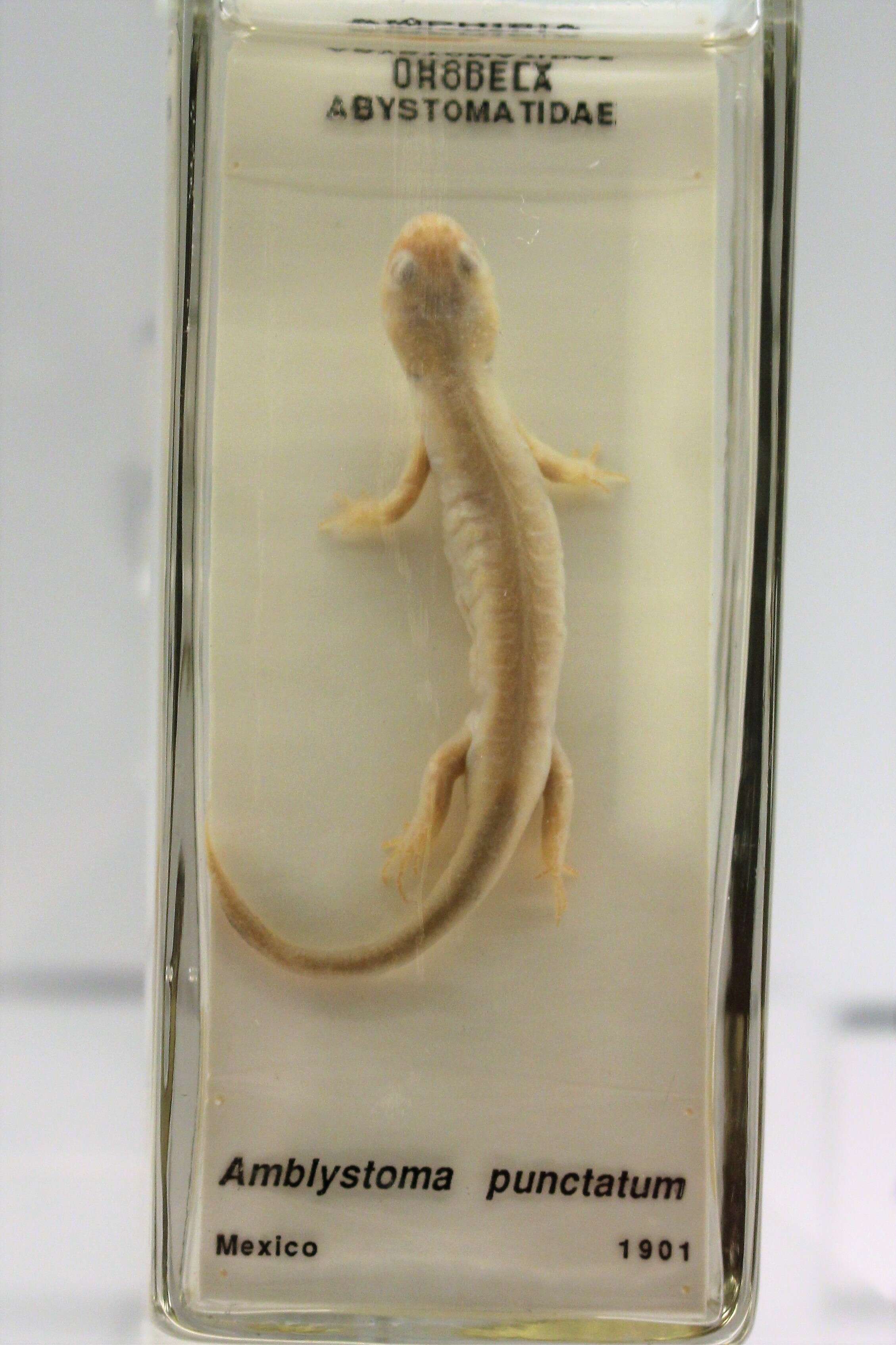 Слика од Ambystoma maculatum (Shaw 1802)