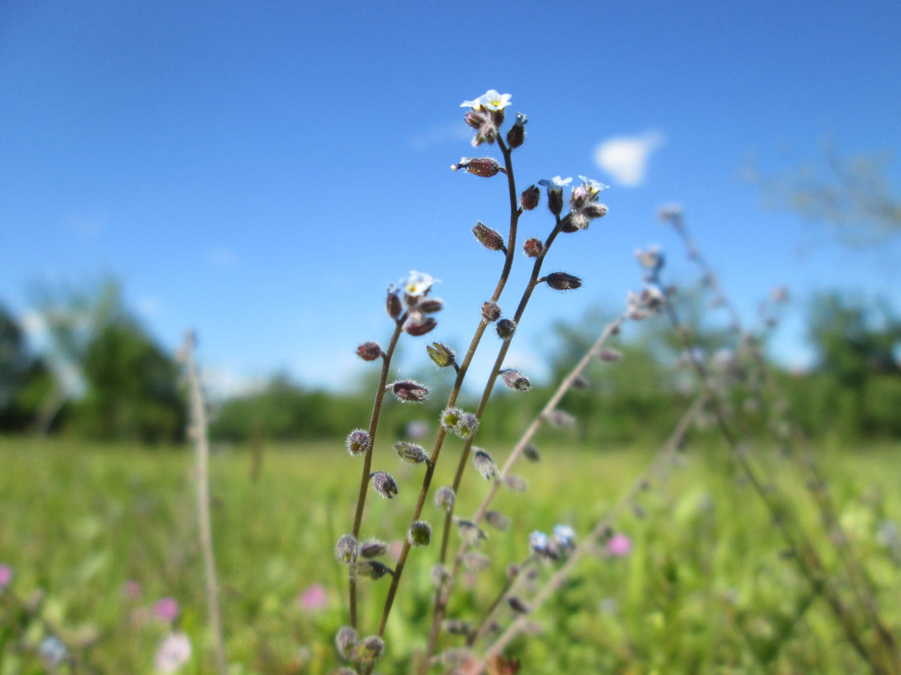 Image of Early Forget-me-not