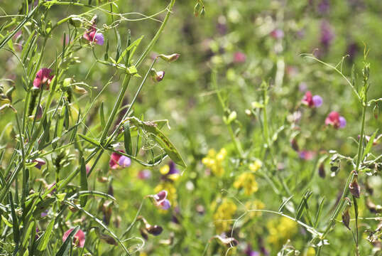 Imagem de Lathyrus clymenum L.