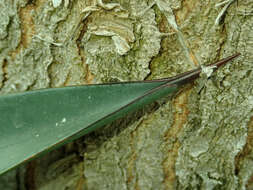 Image of tequila agave