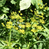 Image of wild parsnip