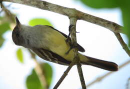 Image of Venezuelan Flycatcher