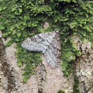 Image of early tooth-striped