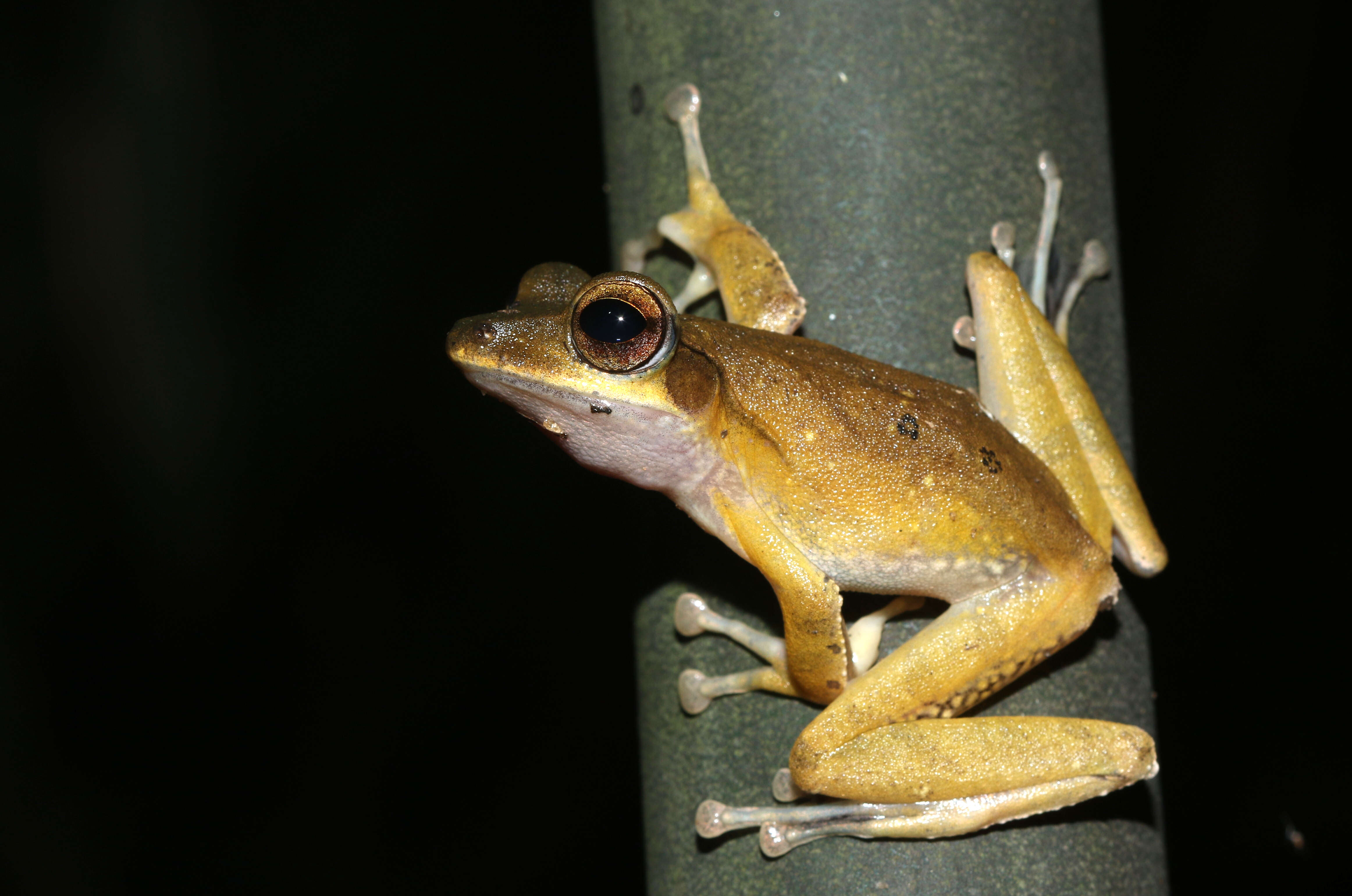 Imagem de Polypedates occidentalis Das & Dutta 2006