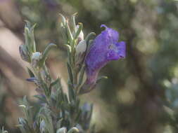 Слика од Eremophila pantonii F. Muell.