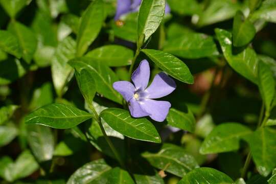 Image of Common Periwinkle