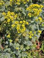 Image of fringed rue