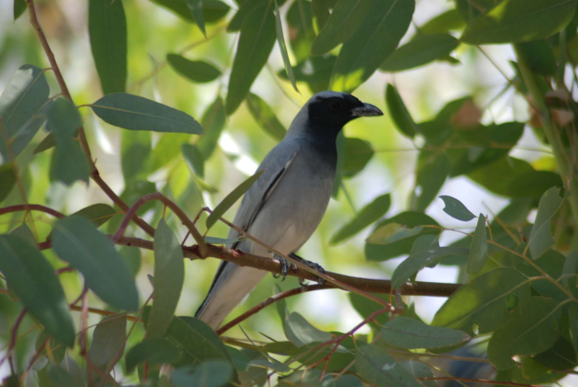 Image of Black-faced Cuckoo-shrike