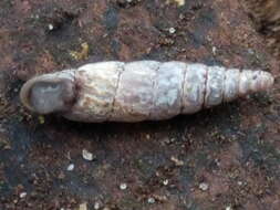 Image of two-toothed door snail