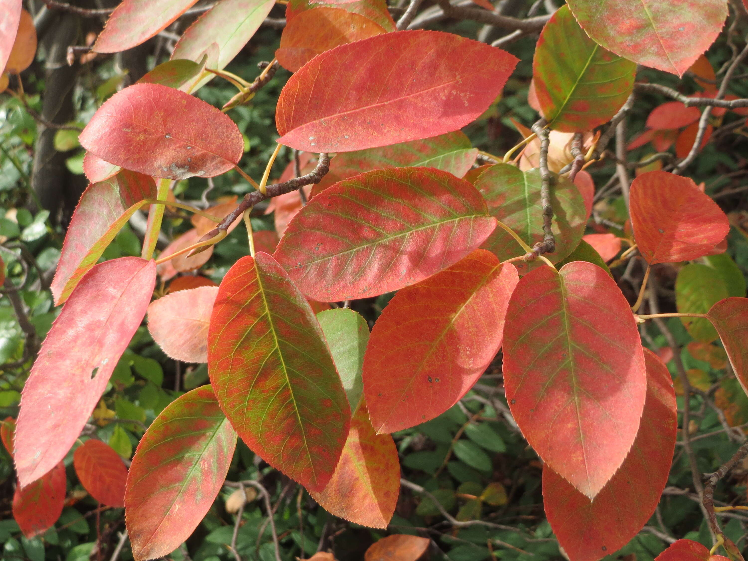 Image de Amelanchier lamarckii