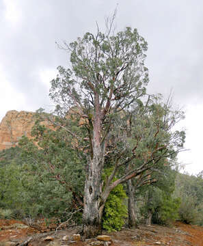 Image of Smooth Arizona Cypress