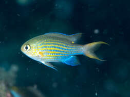 Image of Lined chromis