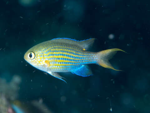 Imagem de Chromis lineata Fowler & Bean 1928