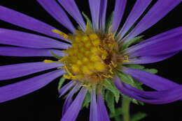 Image of largeflower aster