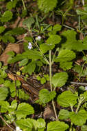 Image of Wood speedwell