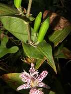 Image of toad lily