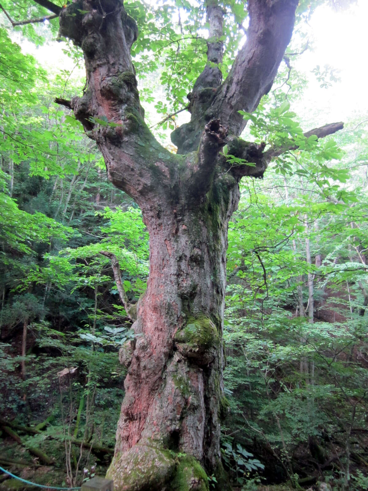 Image of Japanese Horse-chestnut