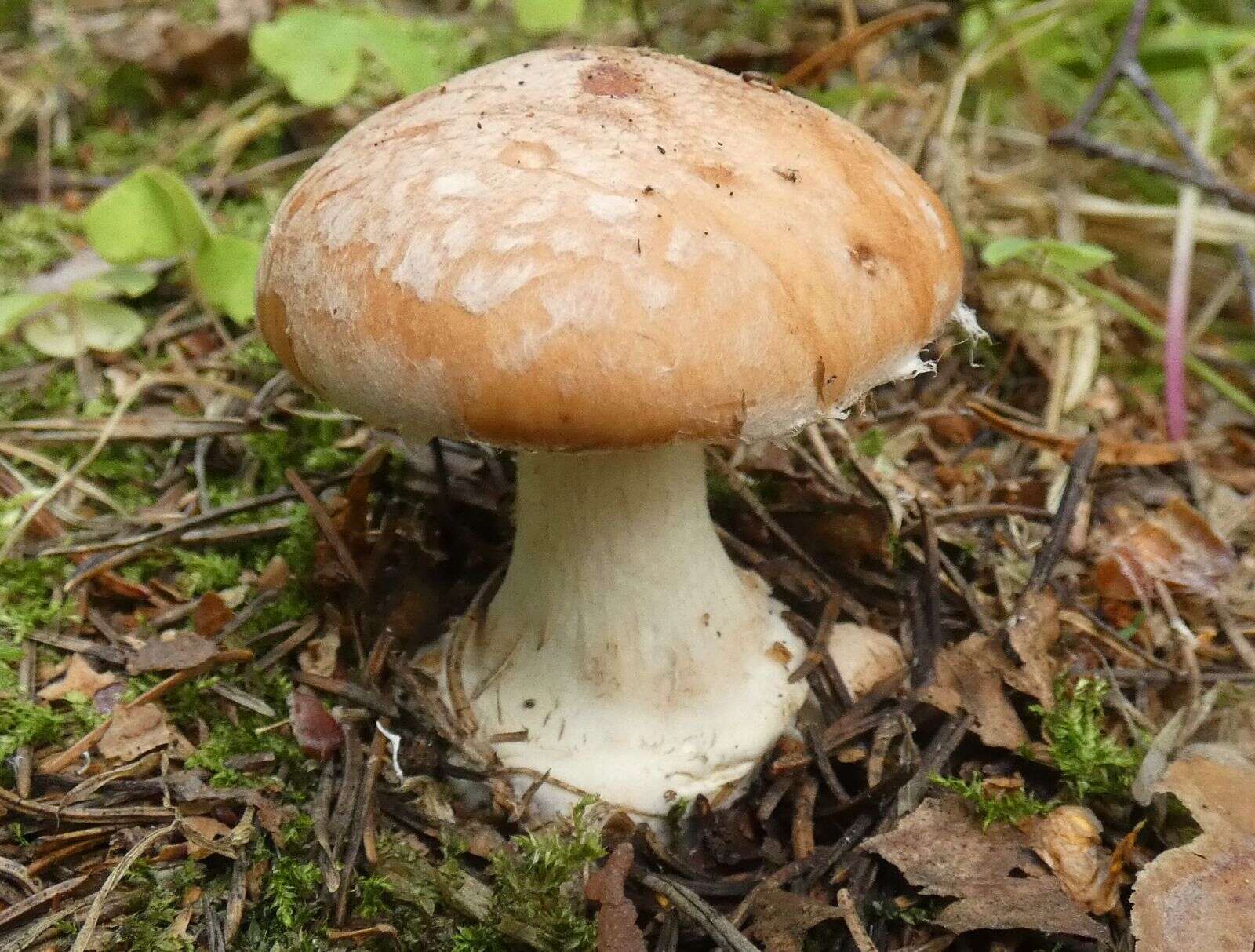 Image de Leucocortinarius