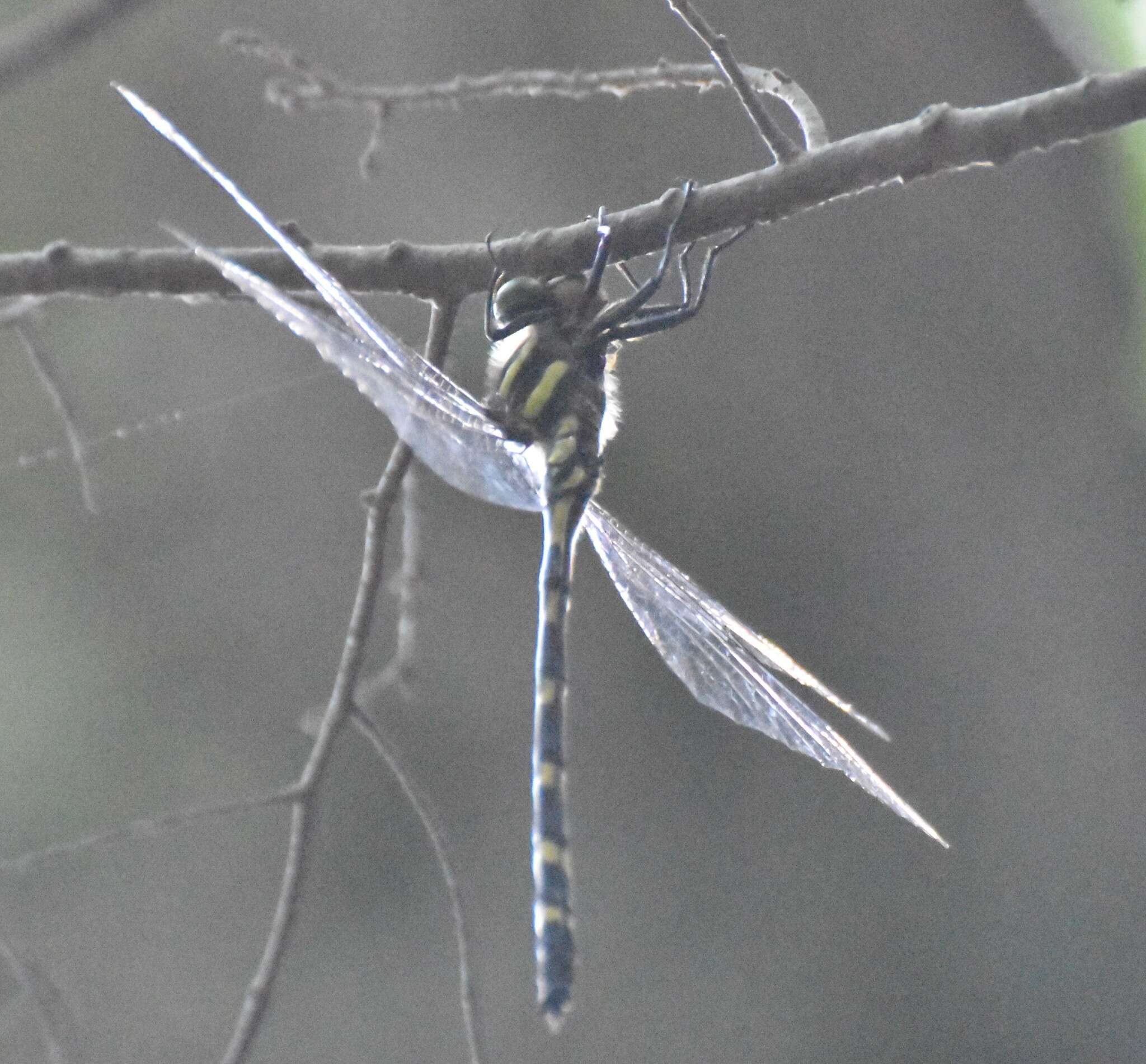 Image of Tiger Spiketail